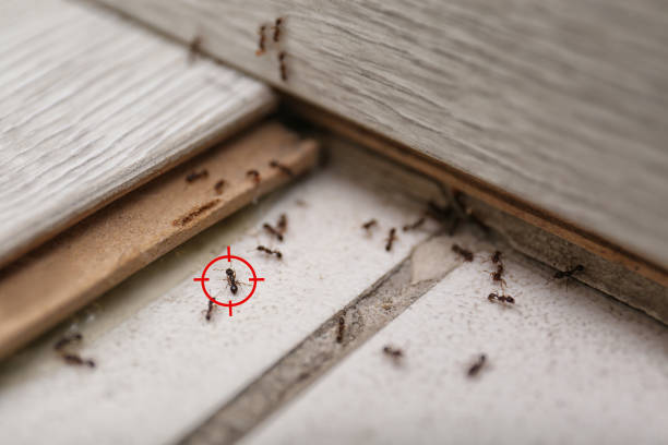 Best Insect Control  in Pelham, AL