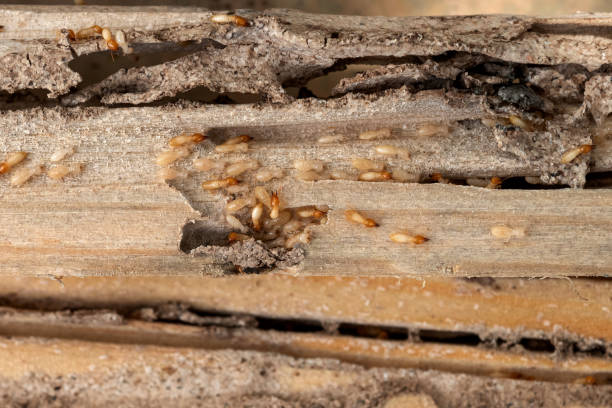 Pest Control for Restaurants in Pelham, AL